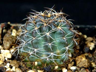 Verkaufspflanze (Beispiel) Größe S